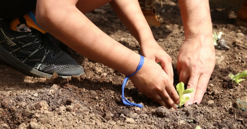 Curso orienta educadores sobre como levar a natureza para as escolas