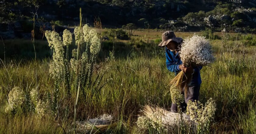 Sempre-vivas: Minas reconhece agricultura tradicional como patrimônio