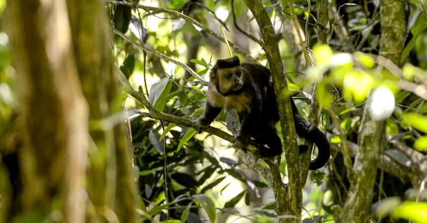 Primeiro edital do Programa Mata Atlântica tem inscrições até dia 27
