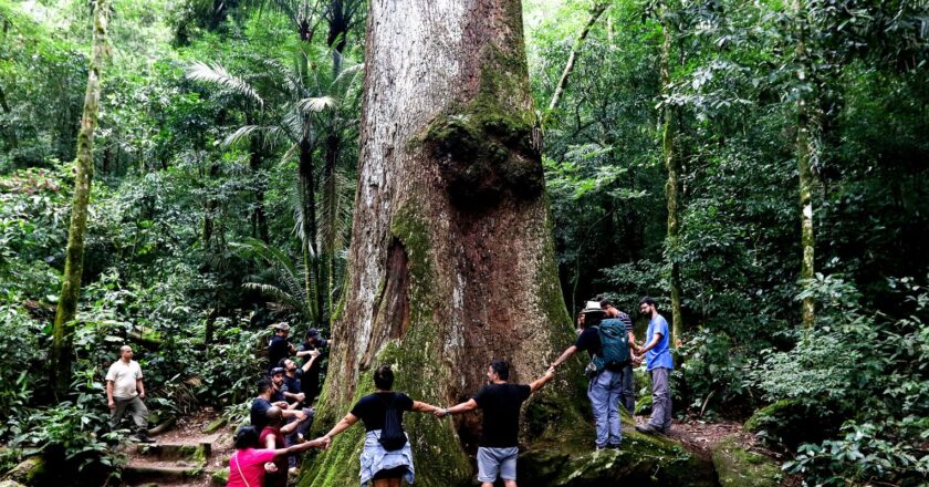 Jequitibá-rosa milenar é destaque em parque do Rio de Janeiro