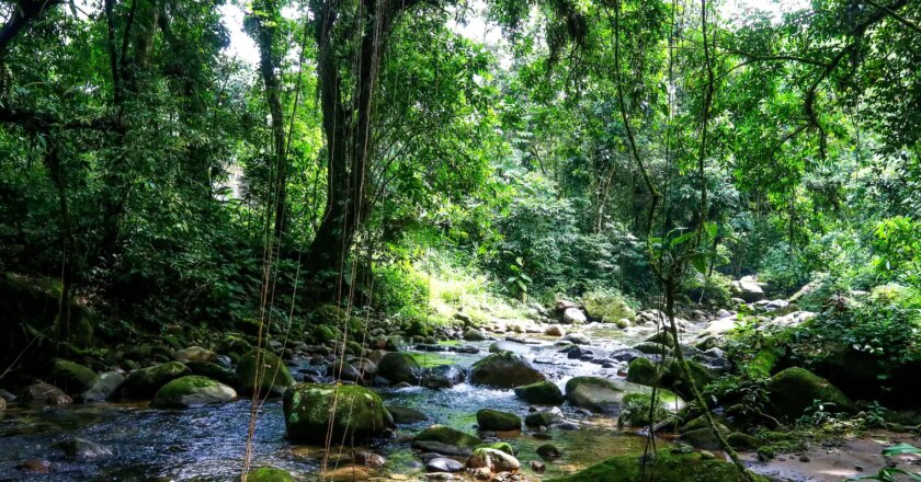 Projetos privados mantêm reservas ecológicas na Mata Atlântica