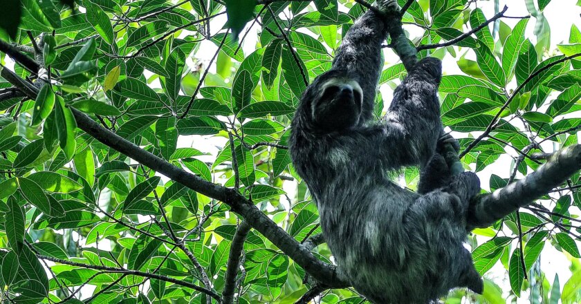 La Mata Atlántica es el bioma brasileño con más especies amenazadas