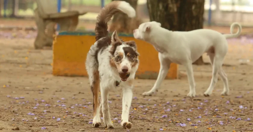 Governo suspende oito lotes de vacina animal contra Leishmaniose