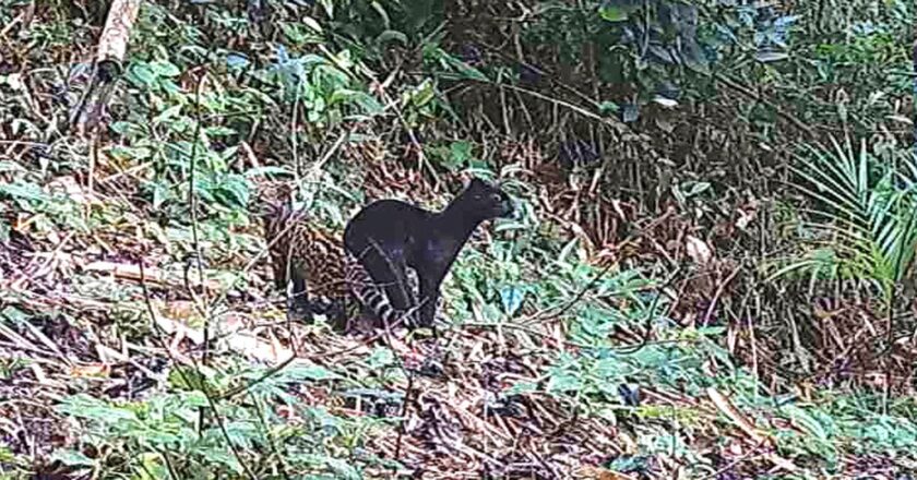 Raro felino salvaje encontrado en una reserva de la Mata Atlántica